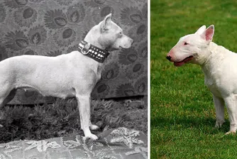 Как различните породи кучета са се променили през годините?