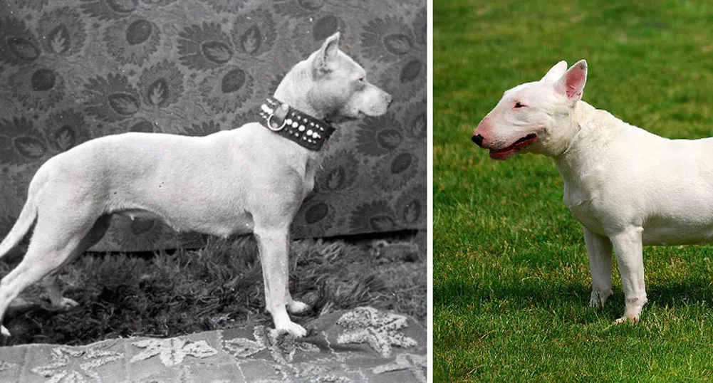 Как различните породи кучета са се променили през годините?
