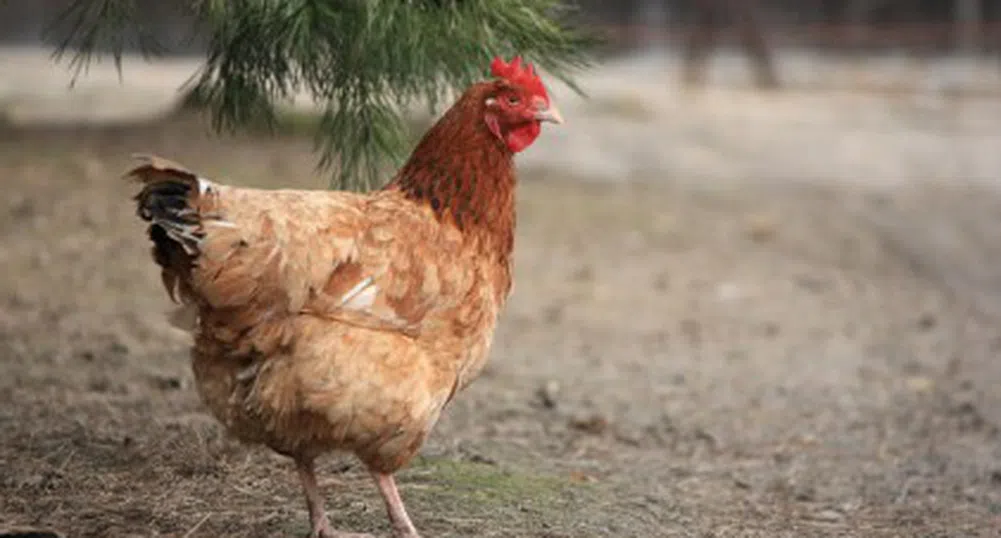 Русия спира вноса на пилешко месо от България