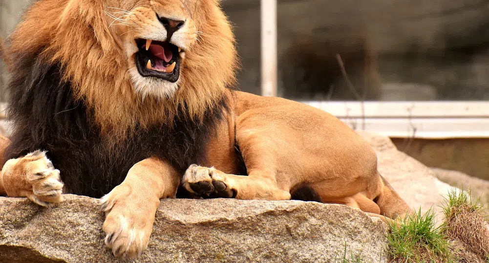 Мъж насъска домашния си лъв срещу електротехник, търсещ парите си