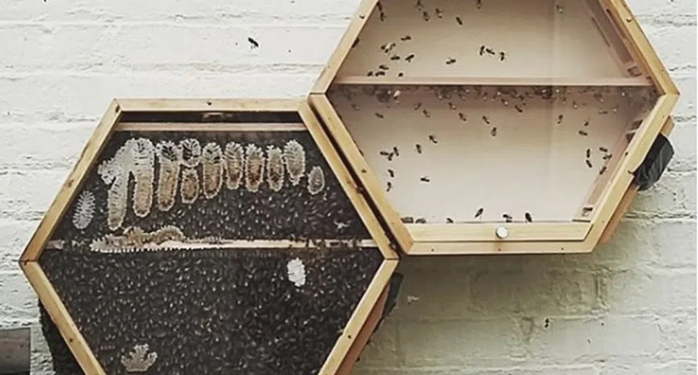 Пчелен кошер в дневната, или как да спасим планетата
