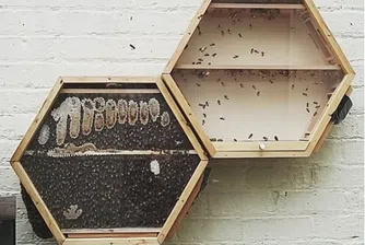 Пчелен кошер в дневната, или как да спасим планетата
