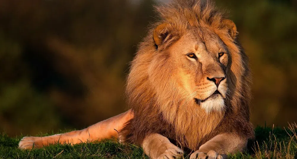 Това е най-смешното бягство на лъв от зоопарк в света (видео)