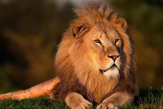 Това е най-смешното бягство на лъв от зоопарк в света (видео)