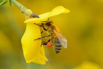 Умират ли пчелите, щом ни ужилят?