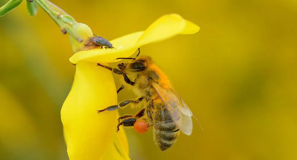 Умират ли пчелите, щом ни ужилят?