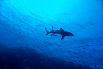Акула изскочи от водата и нападна сърфист в Акаба (ВИДЕО)