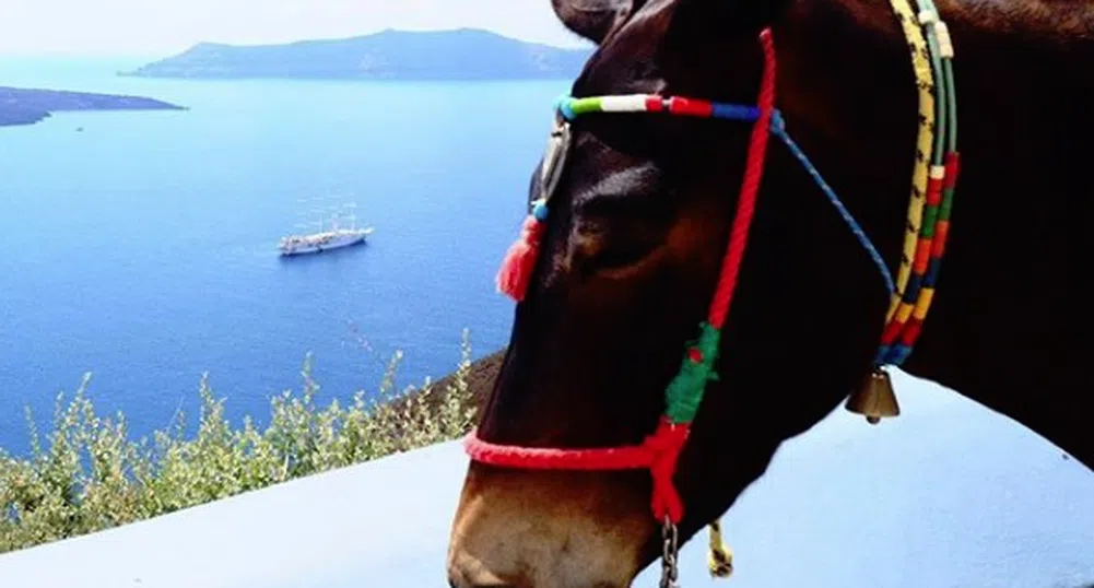 Гърция забрани дебели туристи да яздят магарета