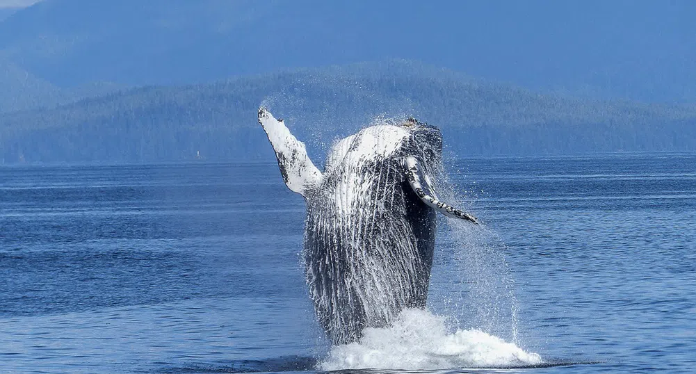 Невероятно видео показва 40-тонен кит, изскачащ напълно от водата