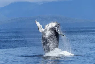 Невероятно видео показва 40-тонен кит, изскачащ напълно от водата