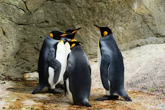 Китайски зоопарк показа надуваеми вместо истински пингвини