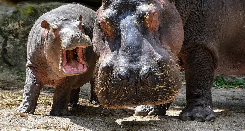 Хипопотамите на Ескобар ще бъдат депортирани в Индия и Мексико