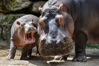 Хипопотамите на Ескобар ще бъдат депортирани в Индия и Мексико