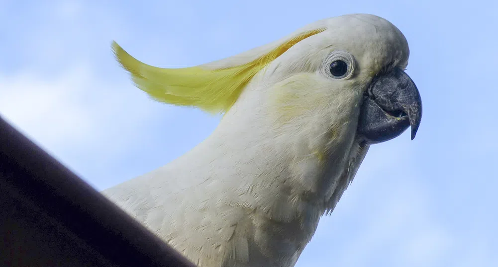 Папагалите в Сидни се учат един от друг да отварят контейнери за смет