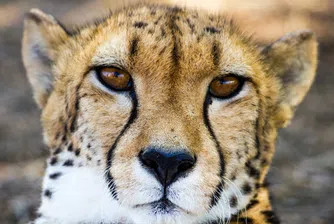 Германия се извини за шегата с леопарда (и Лавров), която засегна Африка