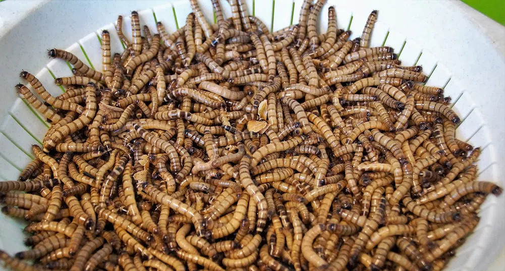 Френска компания ще строи най-голямата ферма за насекоми в света