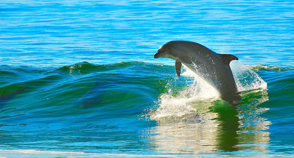 Колко делфини живеят в акваторията на Черно море?