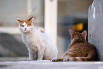 В Австралия котките ще излизат от вкъщи само на каишка