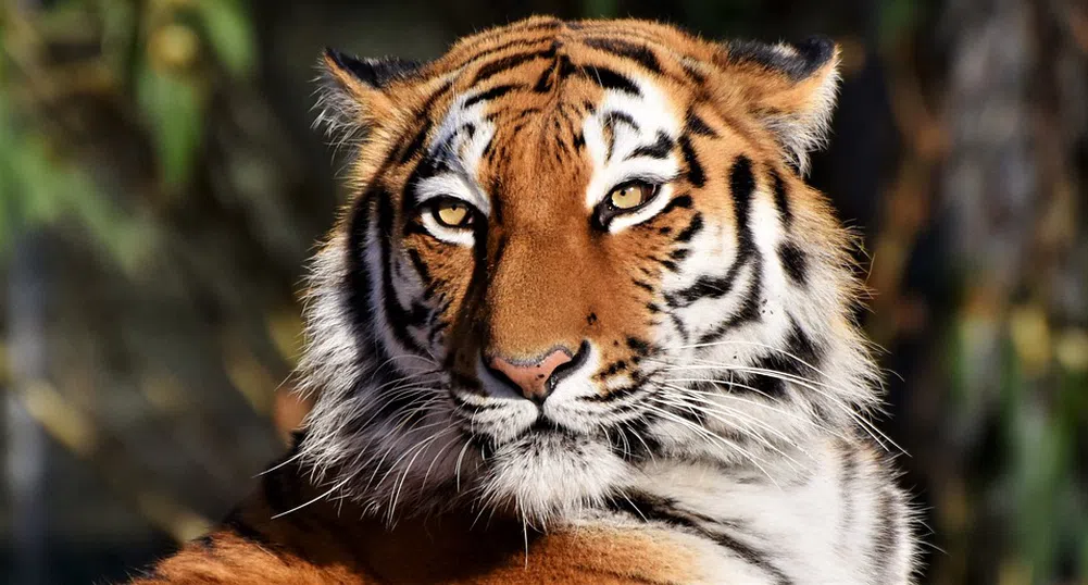Човек зарази тигър с коронавирус в зоопарк в Ню Йорк