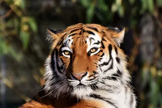 Човек зарази тигър с коронавирус в зоопарк в Ню Йорк