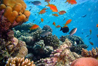 Коралов риф с големината на Емпайър Стейт Билдинг откриха в Австралия