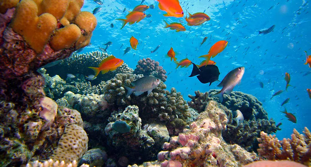 Коралов риф с големината на Емпайър Стейт Билдинг откриха в Австралия