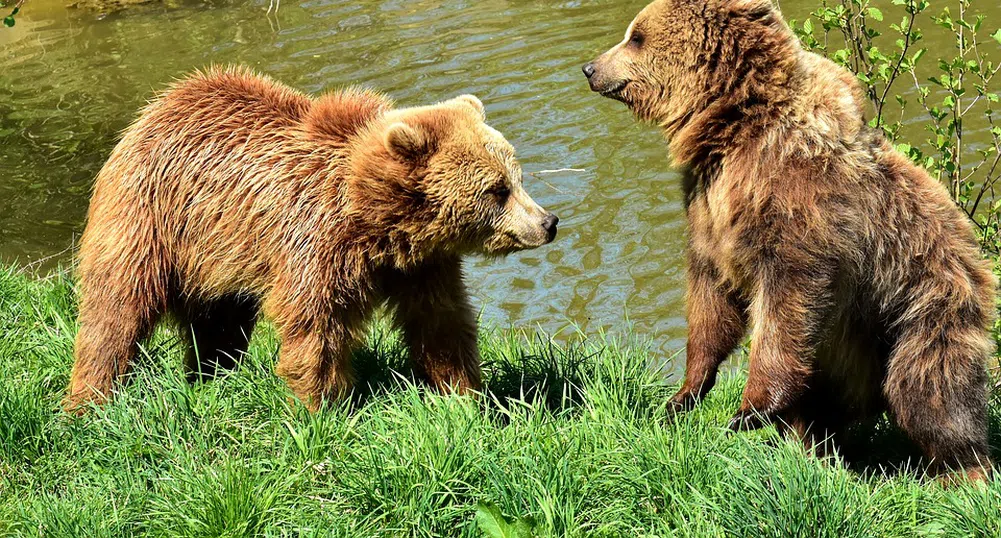 Тийнейджърка избута мечка с голи ръце, за да защити кучетата си (видео)