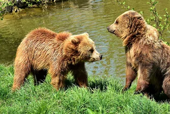 Тийнейджърка избута мечка с голи ръце, за да защити кучетата си (видео)