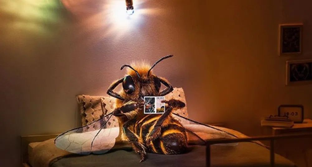 Следвате ли в социалните медии първата в света пчела-инфлуенсър?