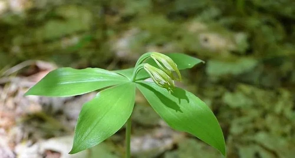 Откриха защитен вид орхидея, невиждана от 120 години