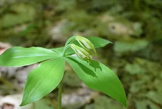 Откриха защитен вид орхидея, невиждана от 120 години