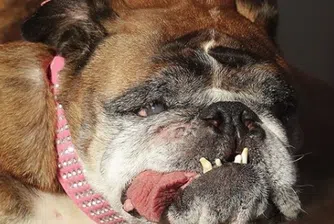 Английски булдог е най-грозното куче в света за 2018 г.