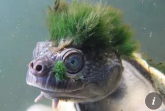 Зеленокосата костенурка, която диша през гениталиите си