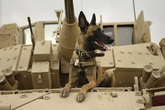 Колко струва едно напълно обучено военно куче?