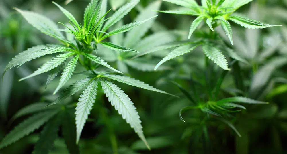 Какво се случва, когато държава от Г7 легализира марихуаната?