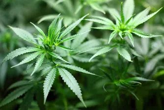 Какво се случва, когато държава от Г7 легализира марихуаната?