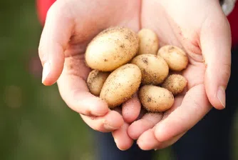 Всъщност, картофите здравословни ли са?