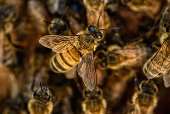 Как пчели и дронове обединяват усилия, за да откриват наземни мини?