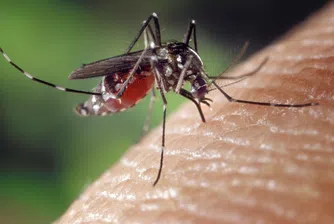 Няколко мита за комарите