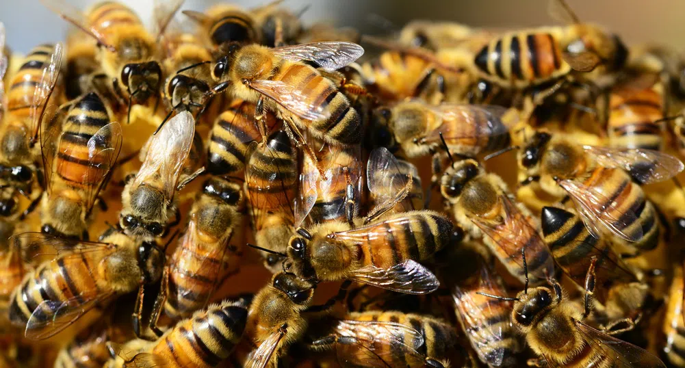 Семейство от Пенсилвания откри половин милион пчели в дома си