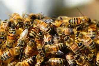 Семейство от Пенсилвания откри половин милион пчели в дома си