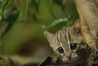 Най-малката котка в света е неустоимо сладка