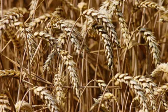 Земеделци прогнозират ниски добиви на пшеница в Добруджа