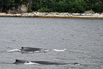 Нов вид китове откриха в Щатите (снимки)
