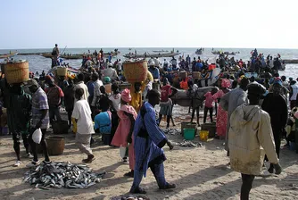 Оризовата революция в Сенегал може да служи за пример в Африка