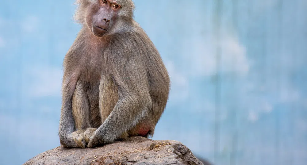 Починаха 15 от 23 маймуни с имплантирани мозъчни чипове от компания на Мъск