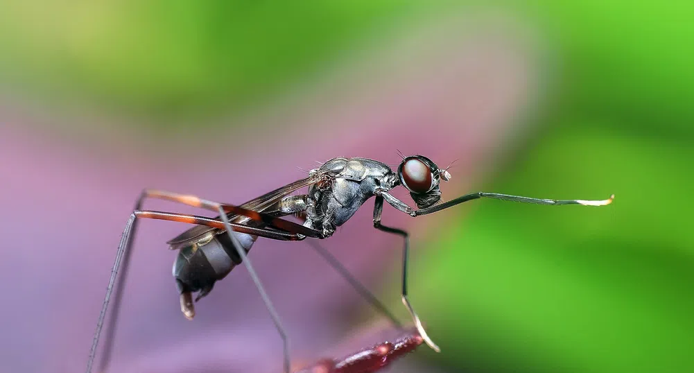 Могат ли насекомите да предсказват времето?