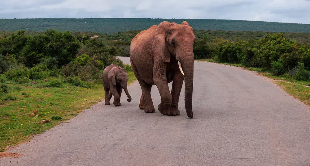 Конфискуваха слонова кост, равняваща се на 117 убити слона