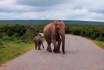 Конфискуваха слонова кост, равняваща се на 117 убити слона
