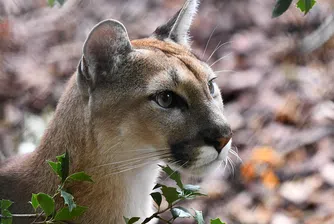 В Лос Анджелис и Мумбай: Диви котки превземат градската джунгла